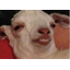 Server favicon of play.wheelcraft-id.net